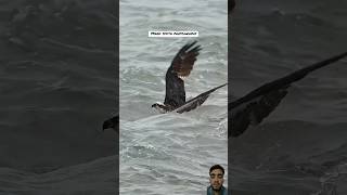 Falcon Heavy attacks falcon birdsounds birdslover falcon [upl. by Anicnarf867]