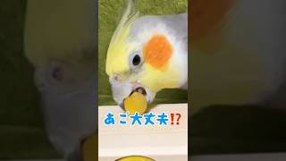 【オカメインコ】鳥はあごが外れる事ってある⁉️cockatiel parrot birds foraging birdtoys [upl. by Nahtanod]