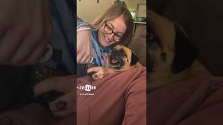 This dog really screaming 😂😭 pug funny shorts [upl. by Lyrac18]