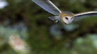 An Introduction to the Barn Owl [upl. by Voorhis889]