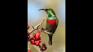 Southern Doublecollared Sunbird call and song [upl. by Cronin]