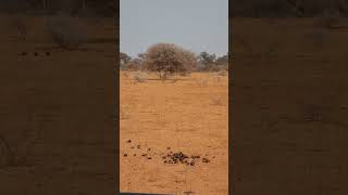 Buffalo chases cheetah mother and 5 cubs  Marataba Game Reserve  South Africa [upl. by Ingvar]