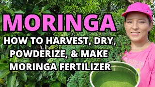 Moringa How To Harvest Dry Powderize amp Make Moringa Fertilizer garden plants homestead [upl. by Kliber264]