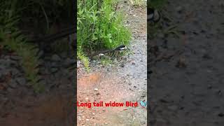 Long tail Bird wildlife birds nature birdwatching [upl. by Ronny]