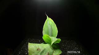 Banana Tree  Time lapse of Musa ‘Truly Tiny’ [upl. by Leinadnhoj703]