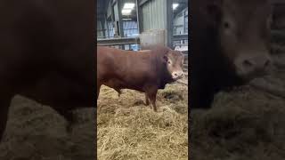 Limousin bull [upl. by Aiela]