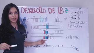 DESARROLLO DE LINFOCITOS B RECOMBINACIÓN VDJ [upl. by Rimaa]