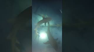 SWIMMING WITH SHARKS NIGHT SNORKELING IN MALDIVES [upl. by Reel]