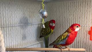 Parrots Rosella sing birds songs [upl. by Au661]