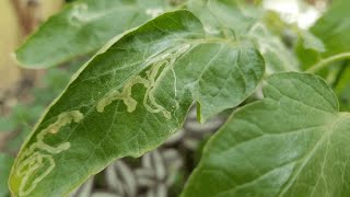 Leaf Miners on Tomato Plants  Leaf Miner Treatment  Leaf Miner Control [upl. by Essej]