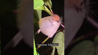 Common Tailorbird subscribe birds wildlife shortsfeed shorts short cambodia nature [upl. by Oetomit]