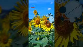 ¿Por qué el heliotropismo es vital para los girasoles 🌻🔄Girasoles Heliotropismo porque001 [upl. by Jaehne]