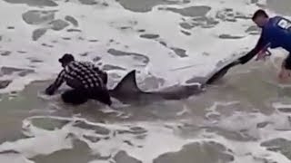 Massive 15foot Great White Shark Washes up on Florida Beach 1500 pounds  Ocean Life [upl. by Evans]