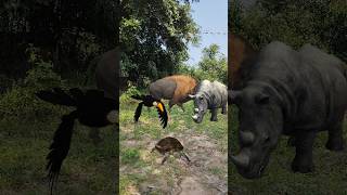 Rhinoceros Turtle Toucan And Buffalo shortvideo shortsviral youtubeshorts [upl. by Yekciv]