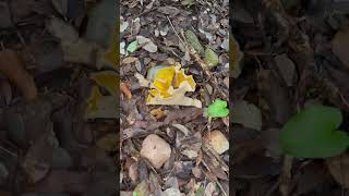 Cantharellus Cibarius [upl. by Meda]