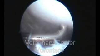 Rupture СС ligament and meniscus in a dog [upl. by Zurn34]