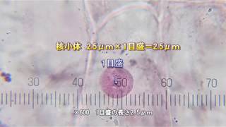 ミクロメーターの使い方 高校生物実験 [upl. by Geraldina]