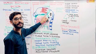 Respiratory System Anatomy of Nose❤️👍 [upl. by Kessel244]