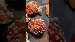 Amanita Muscaria Fly Agaric harvest [upl. by Ahsenra]