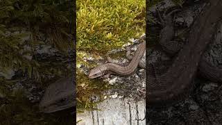 🦎 Pļavas ķirzaka Viviparous lizard Zootoca vivipara nature biodiversity skink lizard spring [upl. by Mcgee]