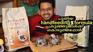 Psittacus handfeeding formula Review  ഇപ്പൊ ഇണക്കുന്ന തത്ത കുഞ്ഞുങ്ങളെയും കാണാം [upl. by Mumford]