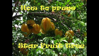 how to prune a star fruit carambola tree instructions [upl. by Towbin]