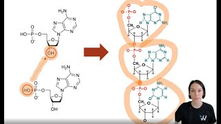 MCAT Biochemistry Nucleic Acid Structure [upl. by Doug352]