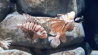 Lionfish  SEA Aquarium Singapore [upl. by Kimbra277]