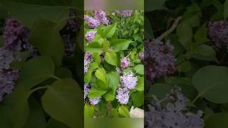 Le lilas lilas plante plantemedicinale nature [upl. by Rorry]