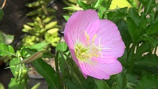 Evening primroses  beautiful flowering plant  permanent house plant [upl. by Duthie]