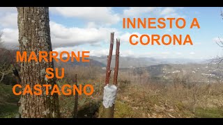 Innesto a corona sul Castagno  Parte 12 Aprile 2021 [upl. by Hartman]