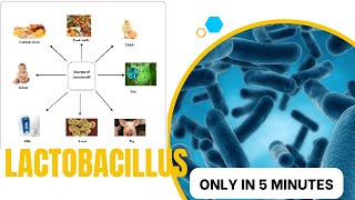 lactobacillus microbiology lecture lactobacillus Easy Microbiology [upl. by Ambrosi]