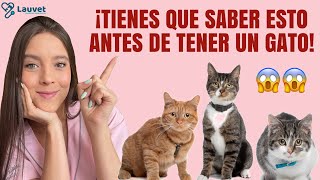 LO QUE DEBES SABER ANTES DE TENER UN GATO  Lauvet [upl. by Elysha481]