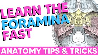 Cranial Foramina Easy Anatomy Mnemonics [upl. by Lalage]