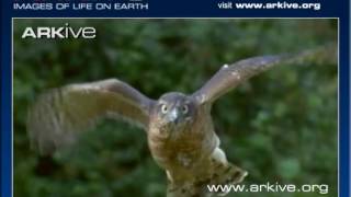 ARKive Accipiter nisus hunting video [upl. by Aihsakal]