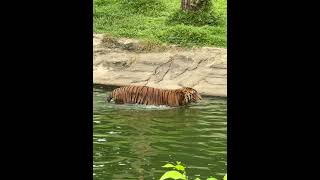 Zoo Taiping [upl. by Otcefrep]