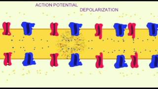 AP1 NEURON ACTION POTENTIAL DEPOLARIZATION ALONG AXON [upl. by Kylen]