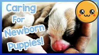 How to Care for Newborn Puppies Tips and Advice on How to Care for a Newborn Puppy [upl. by Enyrhtak252]