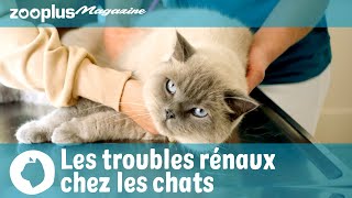 Troubles rénaux chez les chats  symptômes amp traitement [upl. by Attenrad]