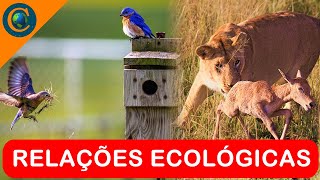 ECOLOGIA  RELAÇÕES ECOLÓGICAS INTERAÇÕES [upl. by Ahtiek]