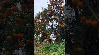 orangefruit orange fruitharvest fruit orchard [upl. by Atnamas]