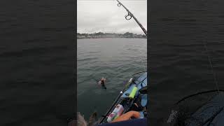 Catching Rockfish on Kayak [upl. by Thom]