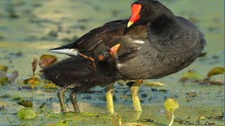 Moorhen Birds teach how to swim their babyMarsh Hens animals moorhenbirdmarshhensgallinuses [upl. by Sakiv]