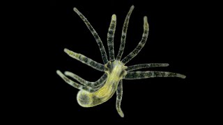 Phylum Cnidaria Part 2 Class Hydrozoa [upl. by Kathryne]