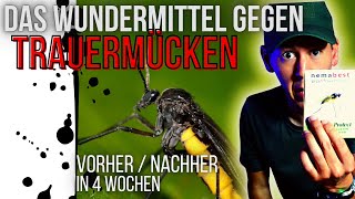 Schnell und einfach Trauermücken bekämpfen  VORHERNACHHER  Nützlinge einsetzen Nematoden [upl. by Ltney]