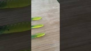 Color Morph Fishing Lures fishing bassfishing [upl. by Cand]