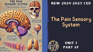 🎯The Pain Sensory System  AP Psychology Unit 1 Part 6🎯 [upl. by Eugine]