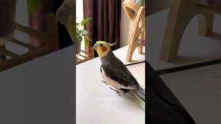 Adorable Cockatiel Larrys Singing 🎶 💖 cockatielscraze [upl. by Swamy]