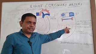 RIGHT CORONARY ARTERY ARTERY SUPPLY OF HEART ANATOMY LECTURE OF HEART [upl. by Aznaed]