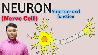 Structure and function of Neurons  Nerve cell in hindi [upl. by Will167]